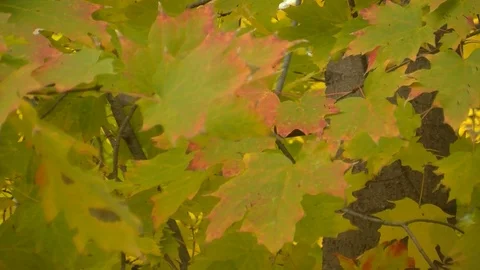 Fall Colors06 Stock Footage 109848943