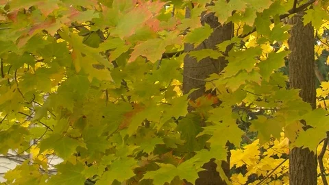 Fall Colors07 Stock Footage 109848872