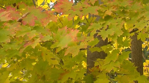 Fall Colors08 Stock Footage 109848495