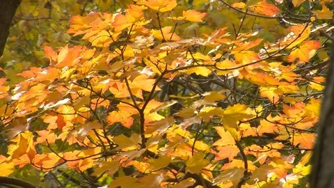 Fall Colors09 Stock Footage 109848282