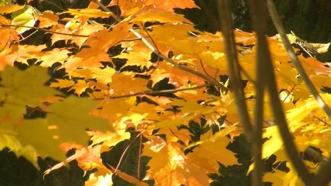 Fall Colors10 Stock Footage 109847951