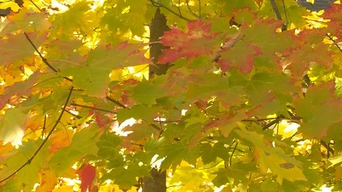 Fall Colors11 Stock Footage 109847857