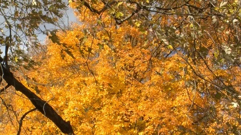 Fall Colors12 Stock Footage 109847426