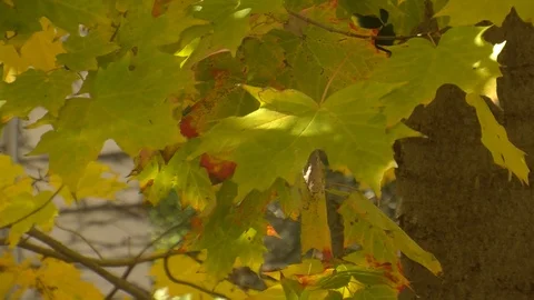 Fall Colors13 Video stock 109847295