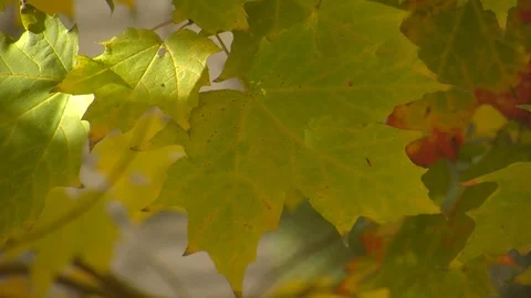 Fall Colors14 Stock Footage 109846747