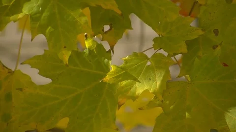 Fall Colors15 Stock Footage 109846041