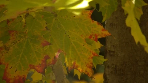 Fall Colors16 Stock Footage 109845510