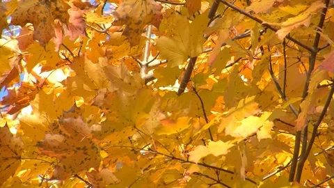 Fall Colors17 Stock Footage 109844515