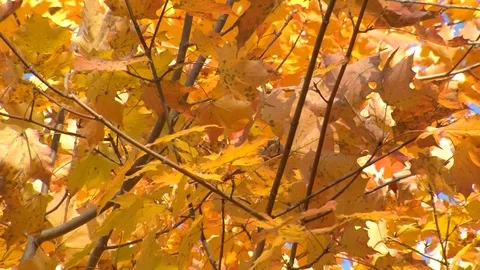 Fall Colors18 Stock Footage 109843981