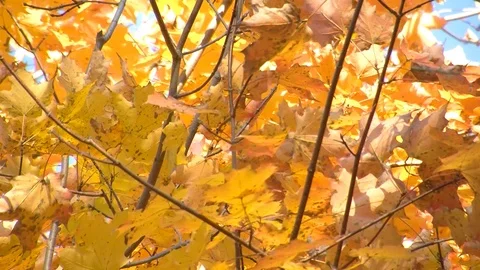 Fall Colors20 Stock Footage 109843271