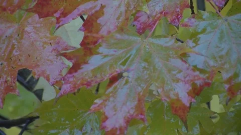 Fall Colors21 Stock Footage 109843270