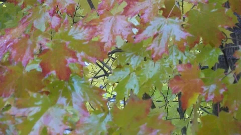 Fall Colors22 Stock Footage 109842474