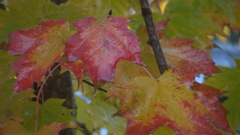 Fall Colors23 Stock Footage 109842117