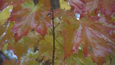 Fall Colors24 Stock Footage 109841110