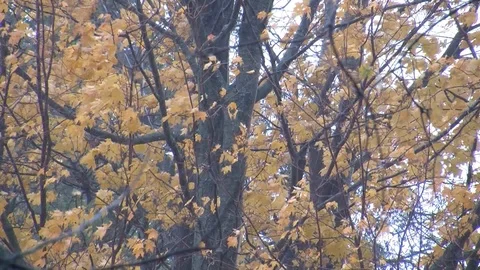 Fall Colors25 Stock Footage 109841594