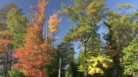 Fall Colors/Slow Drift Stock Footage 12731779
