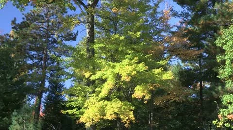 Fall Colors/Slow Drift Stock Footage 12732658