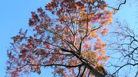 Fall ColorsVII Stock Footage 12582771