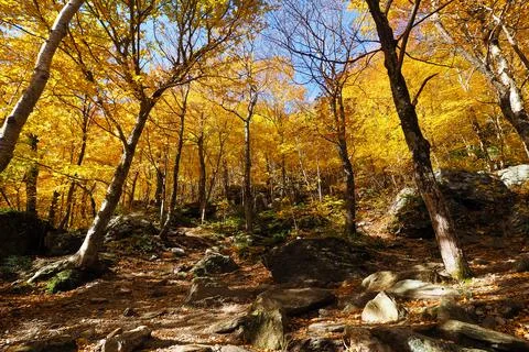 Fall colour seen from inside of the forest, on Vermont trail. A forest of tre Stock Photos