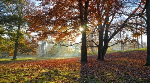 Fall colour with sun rays through the trees in a foggy morning Stock Photos