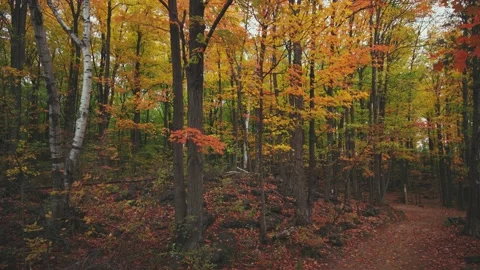 Fall colour trees Stockbeeldmateriaal 219523105