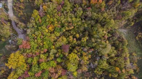 Fall coloured trees in forest drone point of view in the hills of Arda Valley Stock Photos