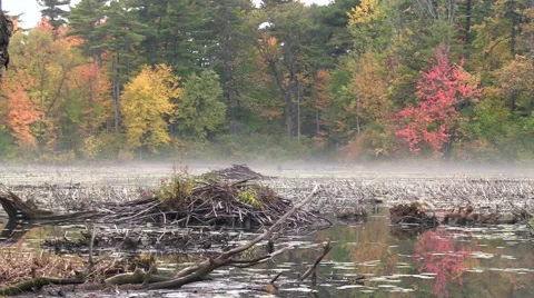 Fall colours in Canada Stock Footage 68625461
