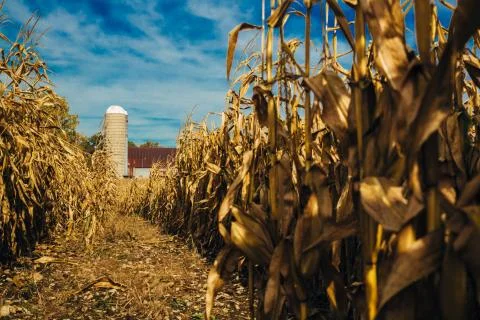 Fall colours country side Stock Photos