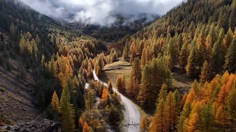 Fall colours in the Dolomites, Italy, drone shot of autumn larch forest in the Stock Footage 320303063