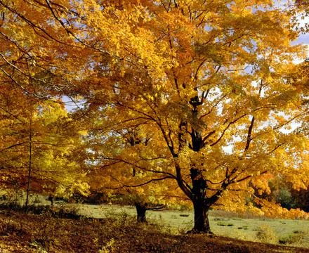 Fall Colours In Eastern Townships, Quebec, Canada Stock Photos