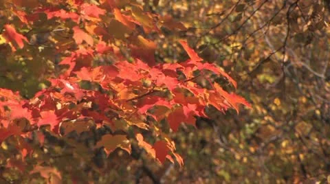 Fall Colours Stock Footage 11138474