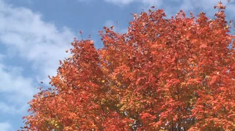 Fall Colours Stock Footage 11138545