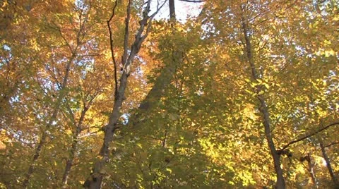 Fall Colours Stock Footage 11138565