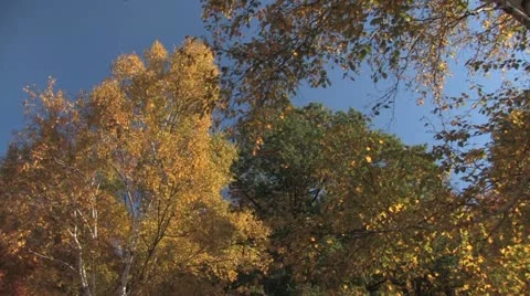 Fall Colours Stock Footage 11138569