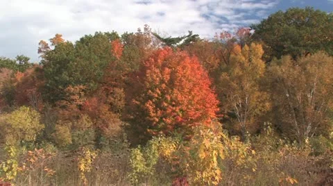 Fall Colours Stock Footage 11138612