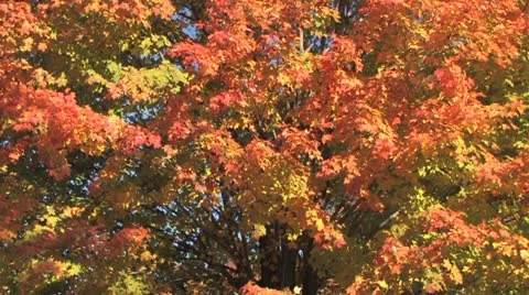 Fall Colours Stock Footage 11138659