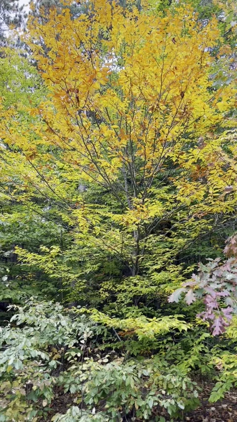 Fall Colours 스톡 동영상 247663289