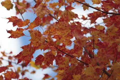 Fall Colours, Mikisew Provincial Park Stock Photos