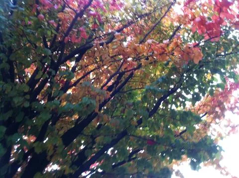 Fall Colours Stock Photos