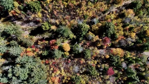 Fall Colours in the White Face Mountain ski resort and lake. Color Change, Stock Footage 346504362