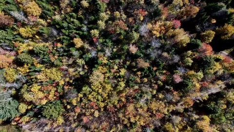 Fall Colours in the White Face Mountain ski resort and lake. Color Change, Stock Footage 346504363