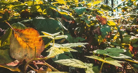 Fall Coming Time-lapse In Forest. Green Leaves Turn Yellow in process Stock Footage 261967734