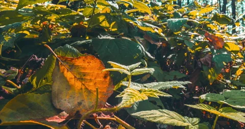 Fall Coming Time-lapse In Forest. Green Leaves Turn Yellow in process Stock Footage 268717134