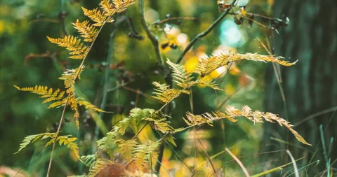 Fall Coming Time-lapse In Forest. Fern Branches Turn Yellow in process Stock Footage 274139718