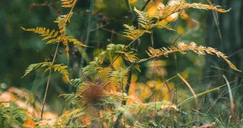 Fall Coming Time-lapse In Forest. Fern Branches Turn Yellow in process Stock Footage 277277488