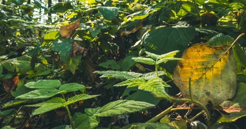 Fall Coming Time-lapse In Forest. Green Leaves Turn Yellow in process Stock Footage 278751110