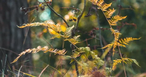 Fall Coming Time-lapse In Forest. Fern Branches Turn Yellow in process Stock Footage 280866406