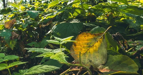 Fall Coming Time-lapse In Forest. Green Leaves Turn Yellow in process Stock Footage 281426830
