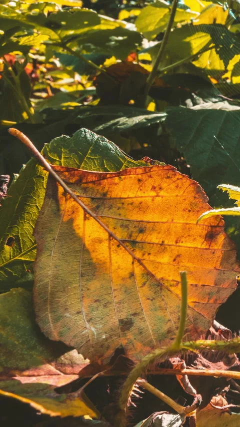 Fall Coming Time-lapse In Forest. Green Leaves Turn Yellow in process. Stock Footage 307255556