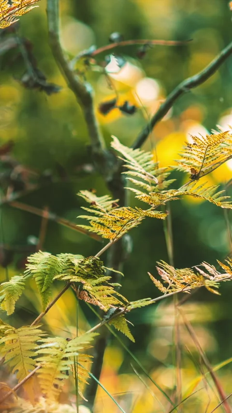 Fall Coming Time-lapse In Forest. Fern Branches Turn Yellow in process. Stock Footage 333482120